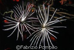 crinoidoppio, nightdive - olympus sp 350+ nikonos sb 105 -  by Fabrizio Pompilio 